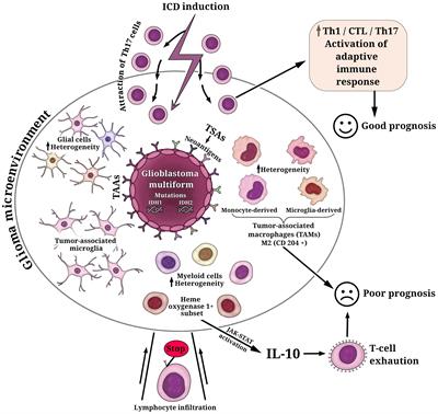 Glioma: bridging the tumor microenvironment, patient immune profiles and novel <mark class="highlighted">personalized immunotherapy</mark>